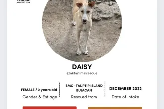 Daisy image 0