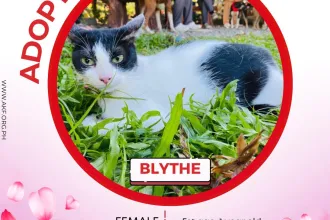 Blythe image 0