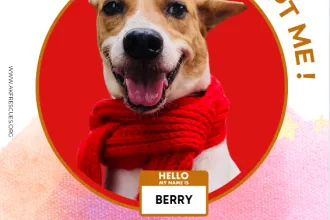 BERRY image 0