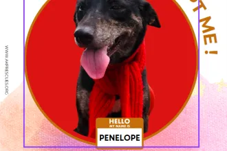 PENELOPE image 0