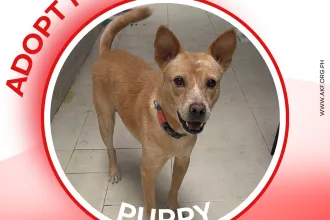 PUPPY