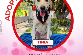 TINIA 