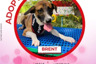 BRENT