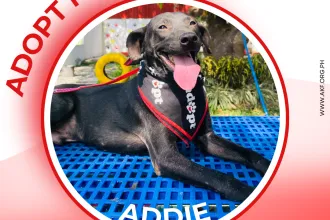 ADDIE