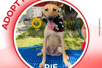 RIE
