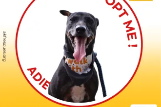 ADIE