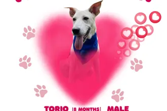 Torio image 0