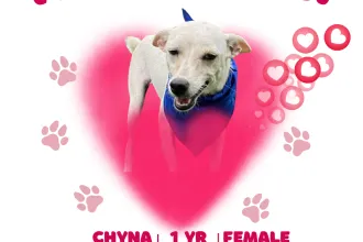 Chyna image 0