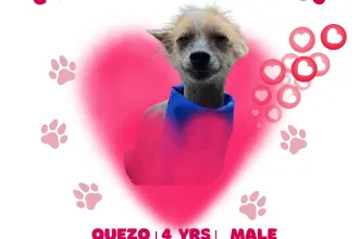 Quezo image 0