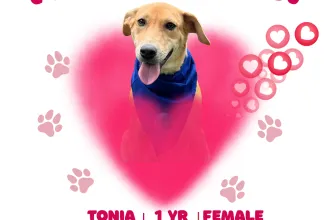 Tonia image 0
