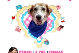 PEACH image 0