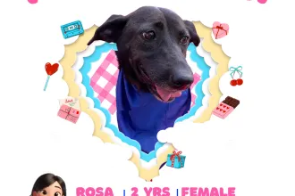 ROSA image 0