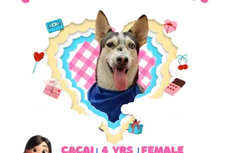 Cacai image 0