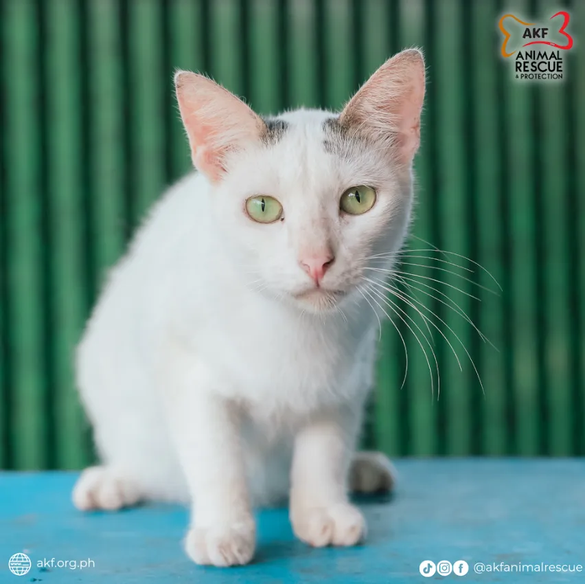 WHISKA image 0