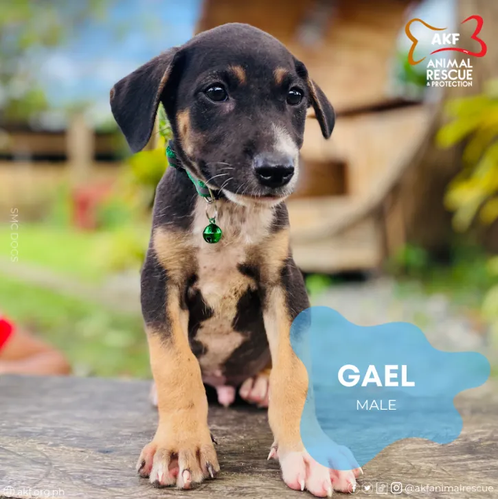GAEL image 0