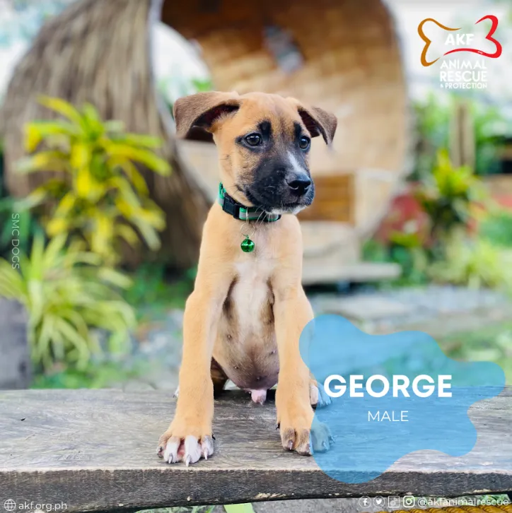 GEORGE image 0