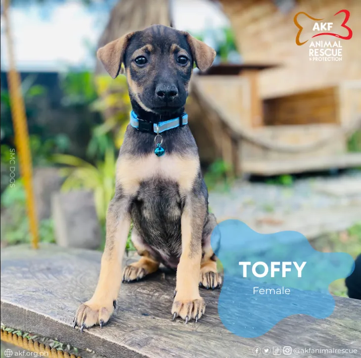TOFFY image 0