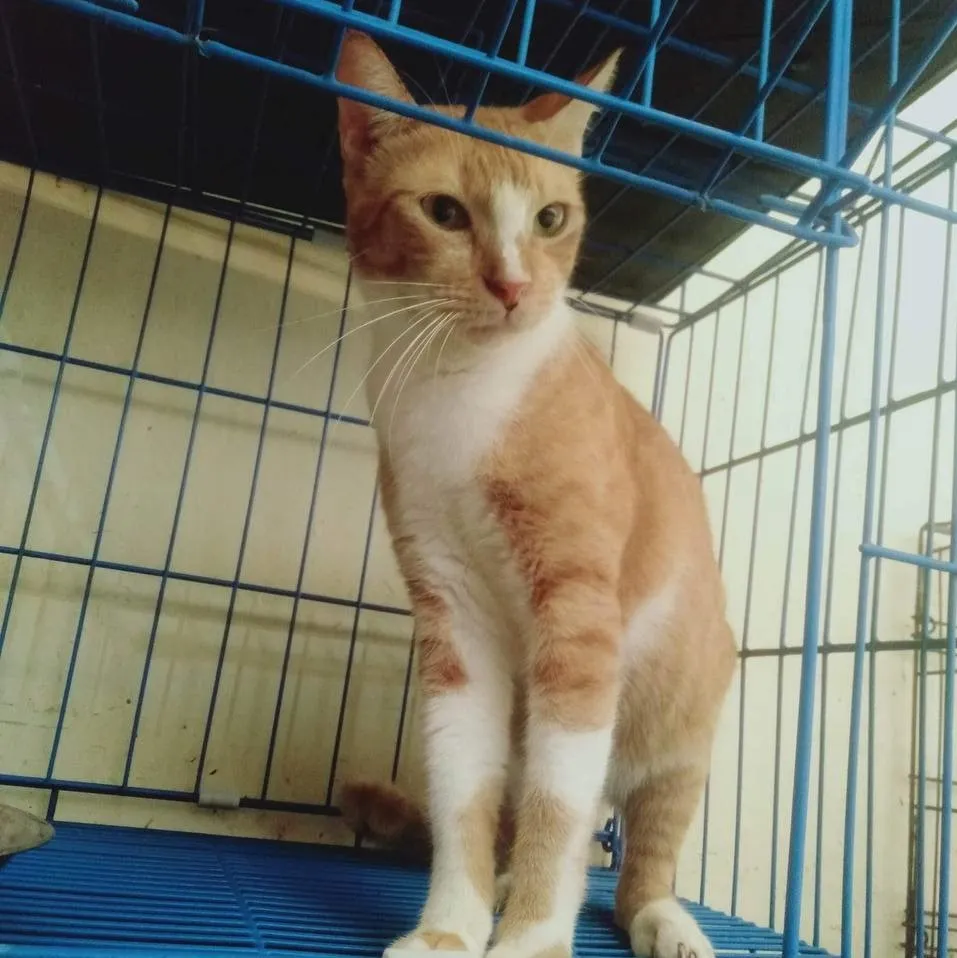 Kiat Kiat image 3