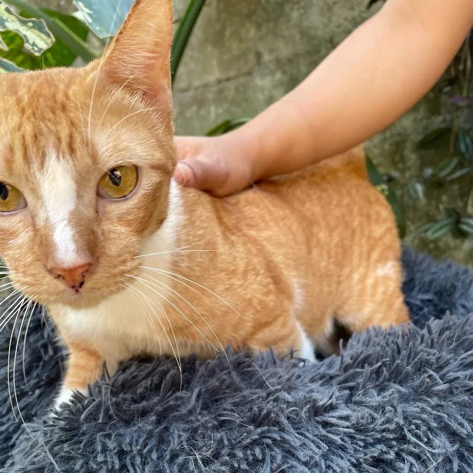 Kiat Kiat image 1