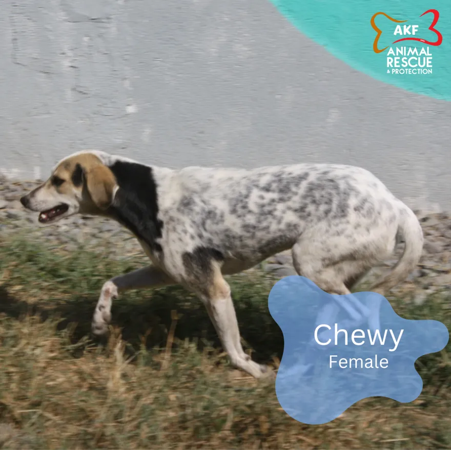 CHEWY image 0