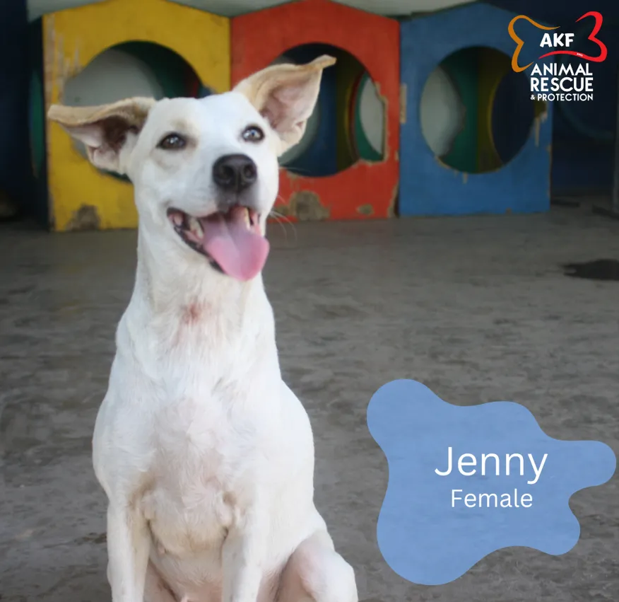 JENNY image 0