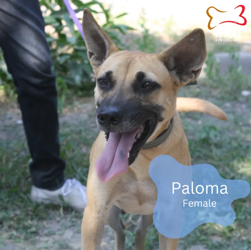 PALOMA image 0