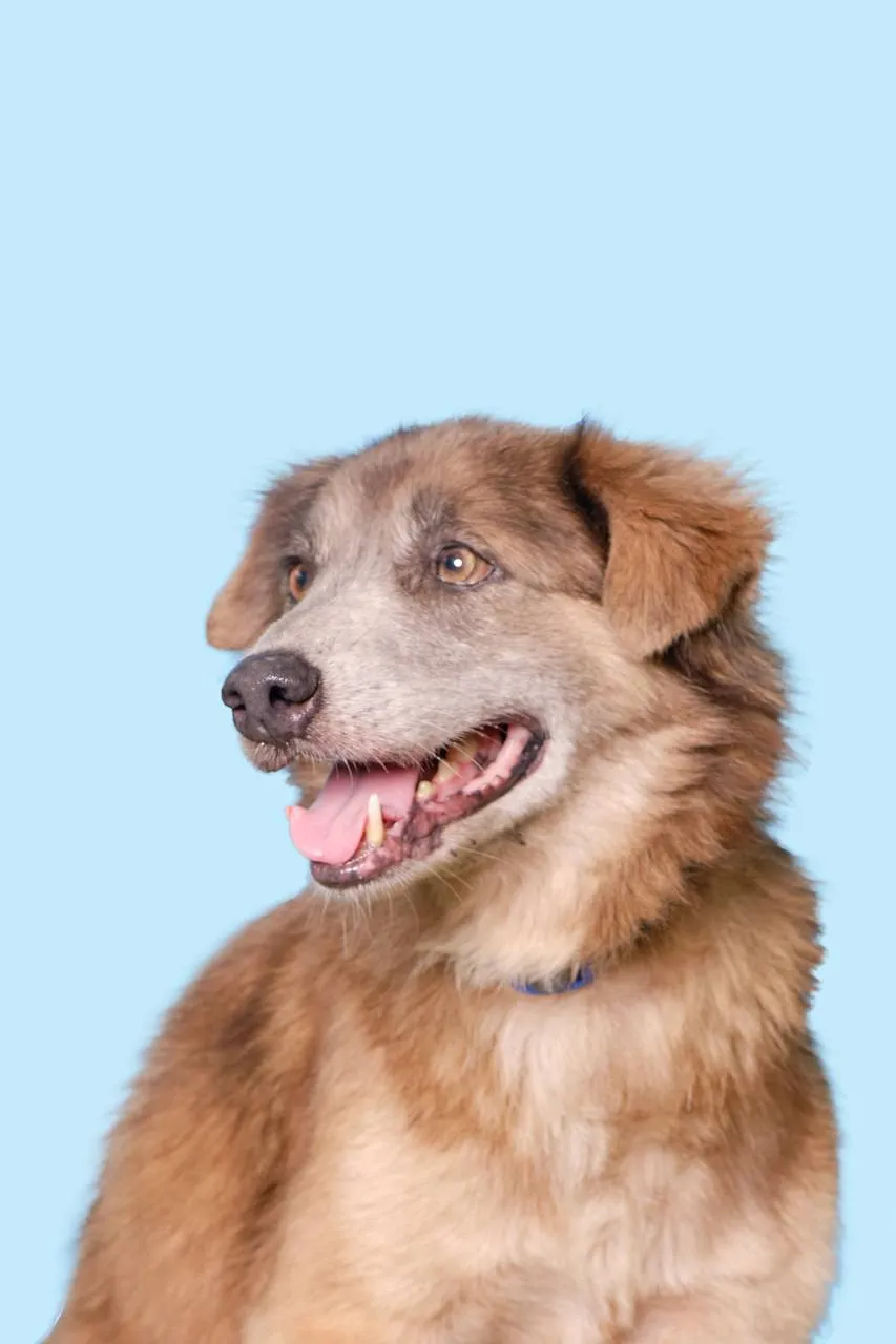 Rudy image 0