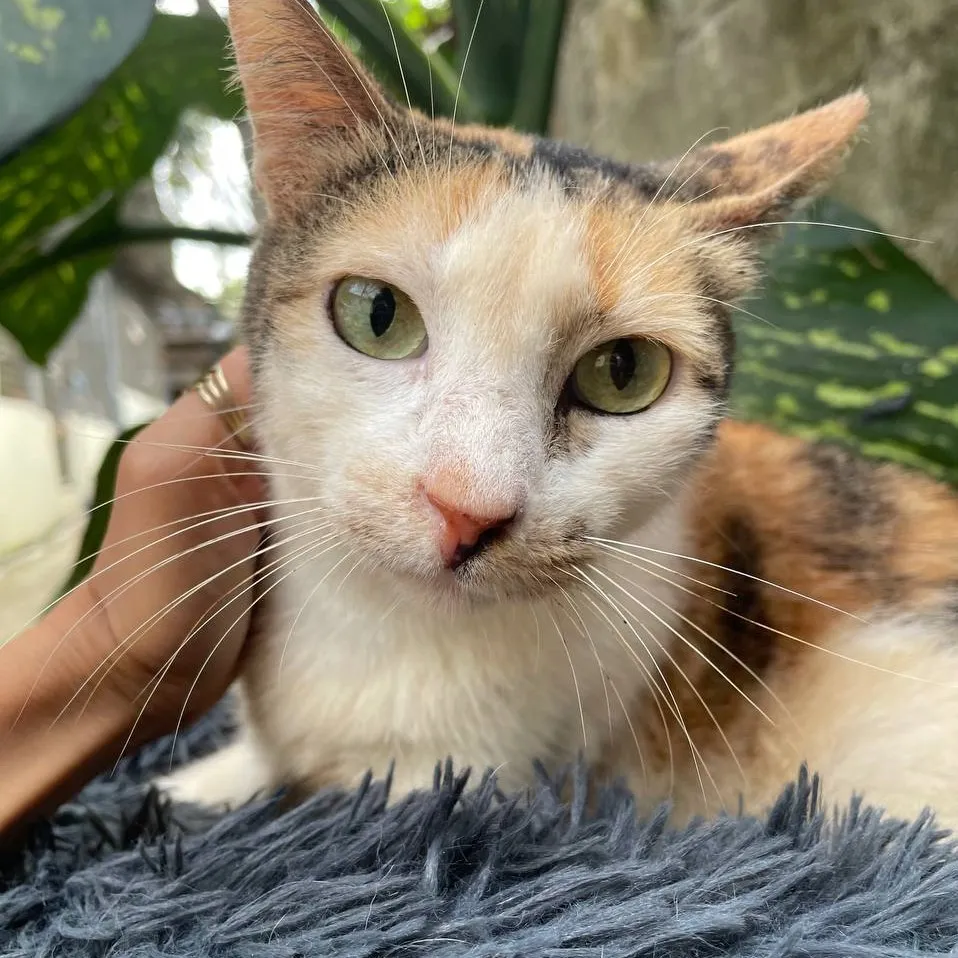 Tabitha image 0