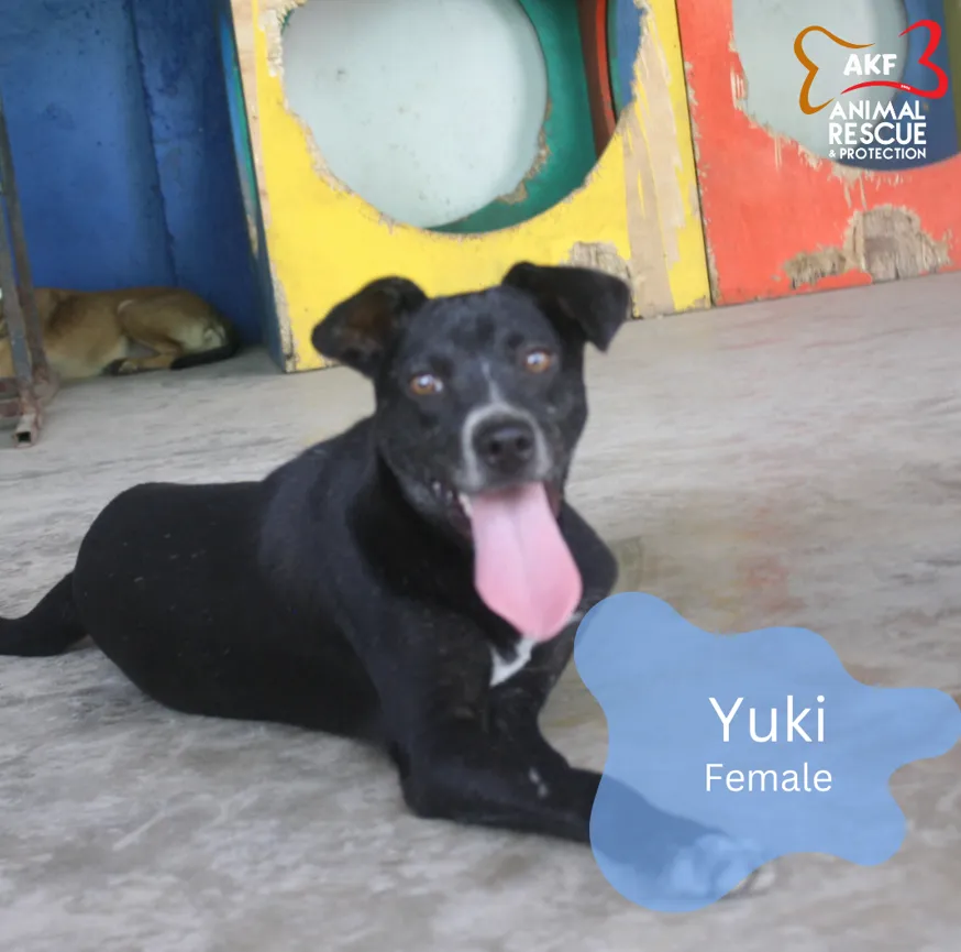 YUKI image 0