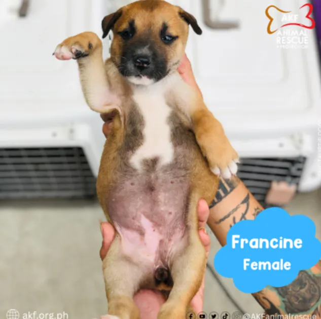 FRANCINE image 0