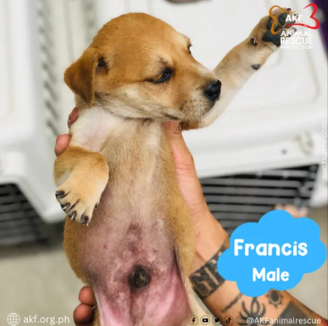 FRANCIS image 0