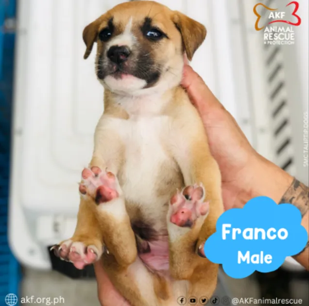 FRANCO image 0