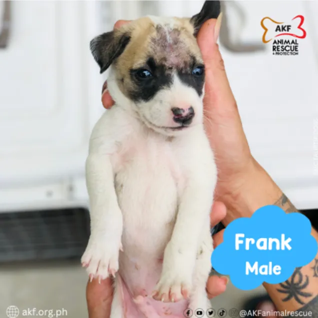 FRANK image 0