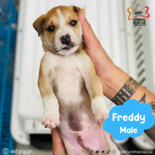 FREDDY image 0