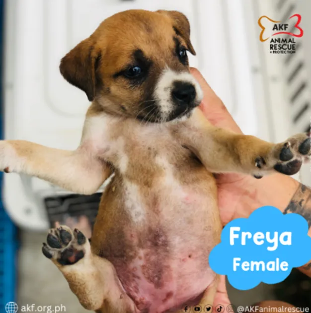 FREYA image 0