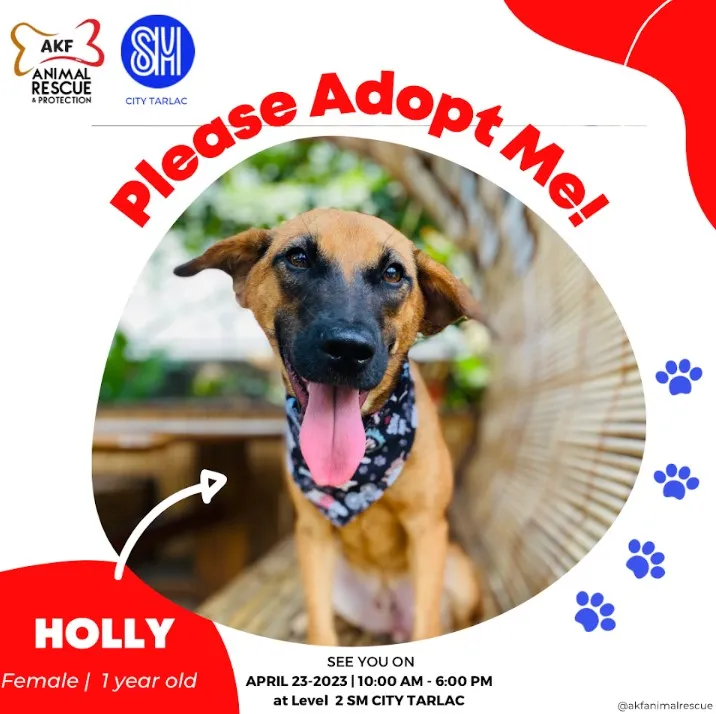 HOLLY