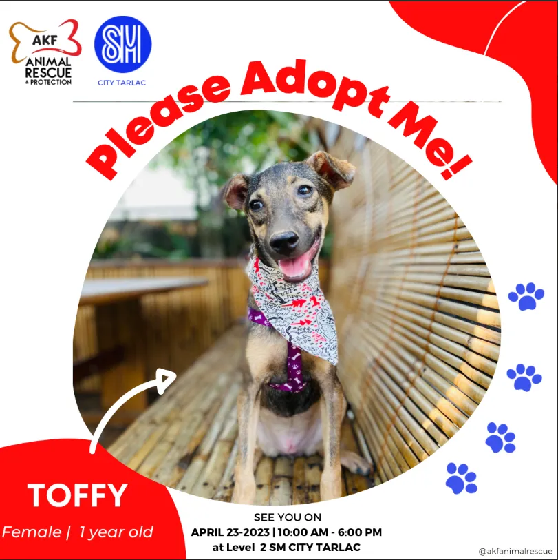 Toffy