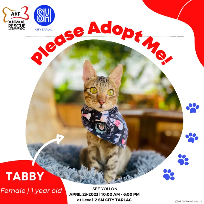 TABBY image 0