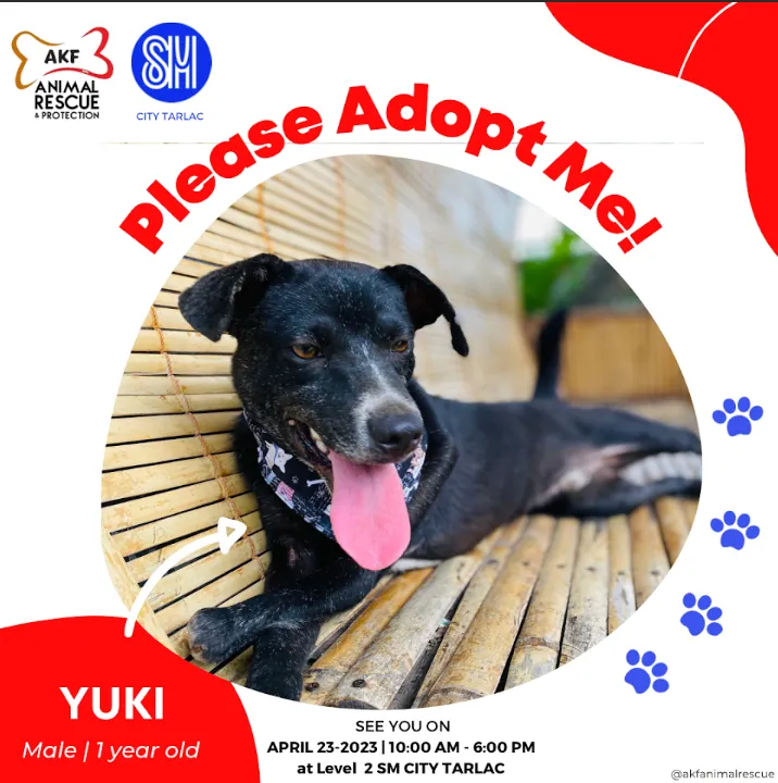yuki 