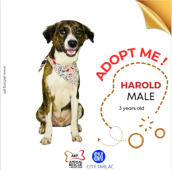 HAROLD 