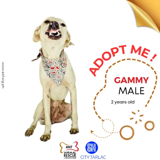 Gammy image 0