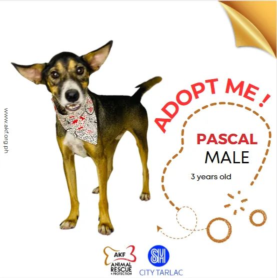 pascal