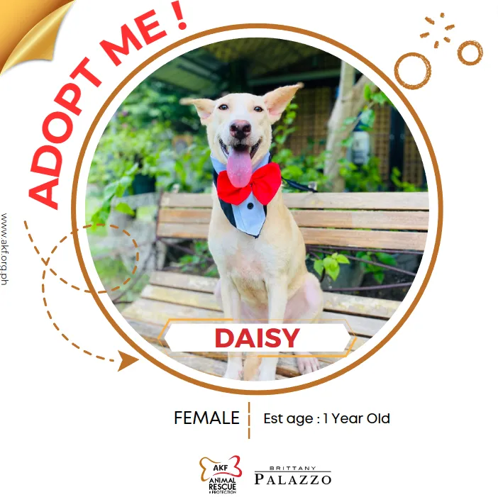 daisy