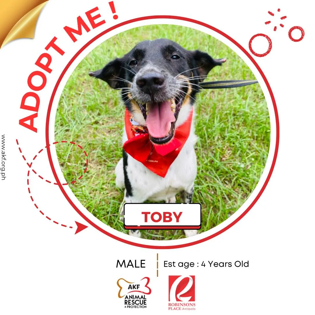 Toby the happy doggy!