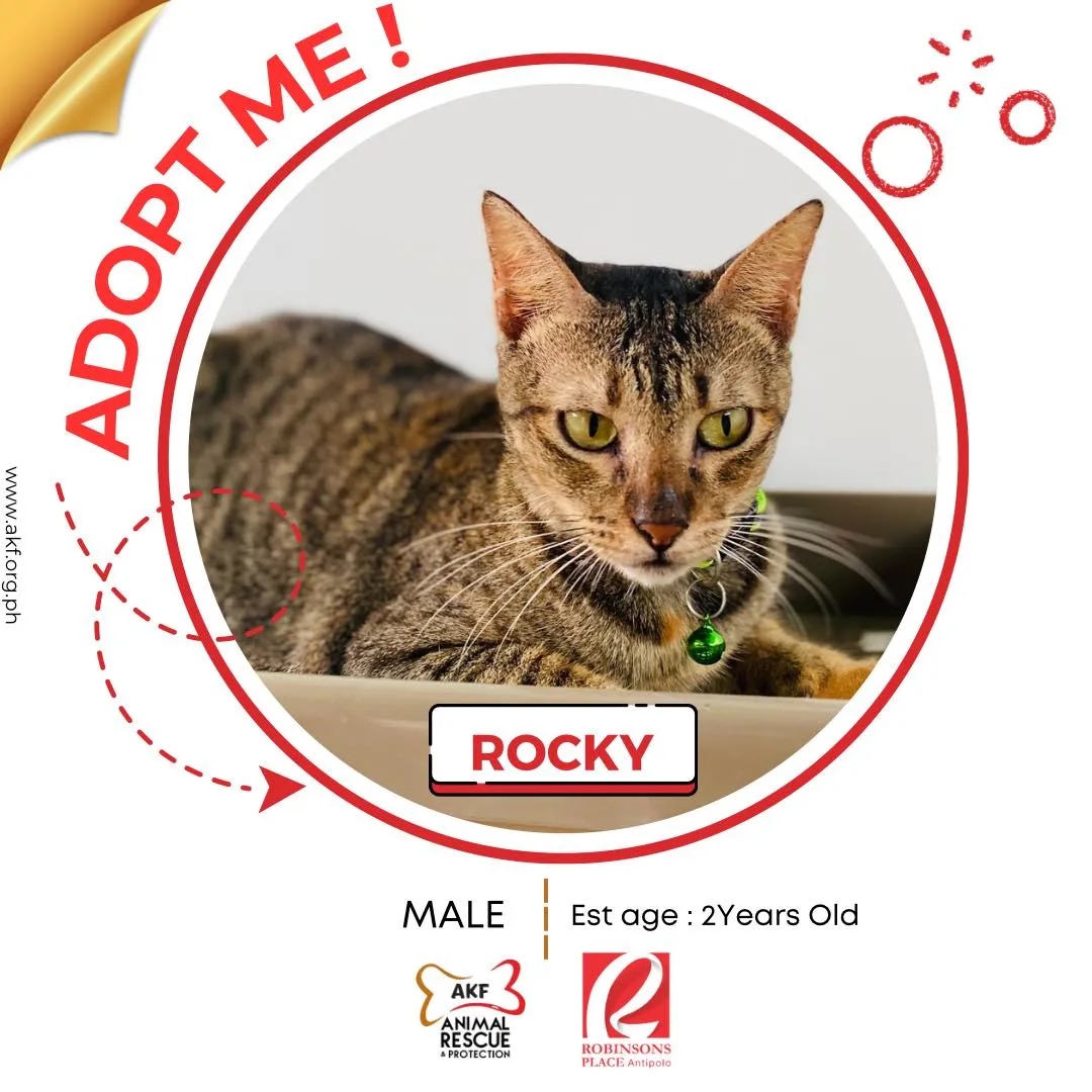 Rocky image 0