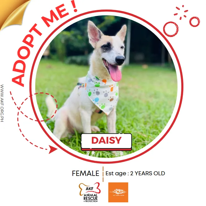 daisy