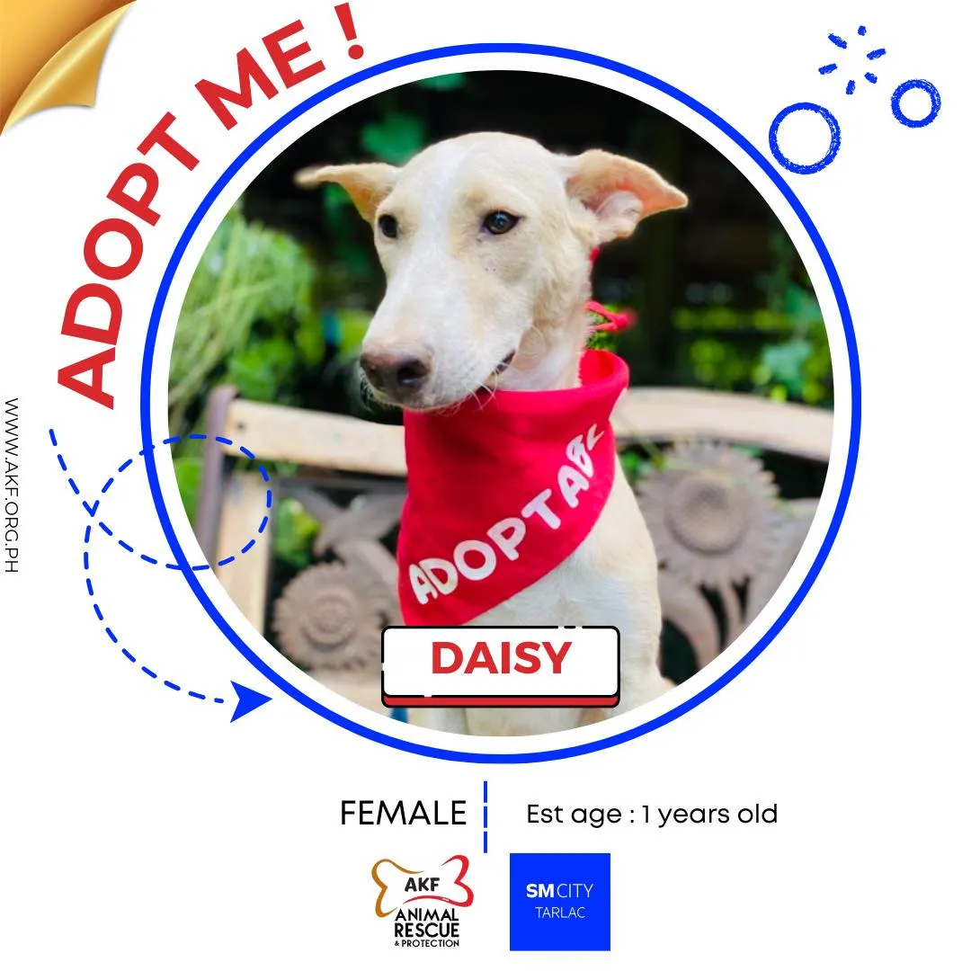 DAISY image 0