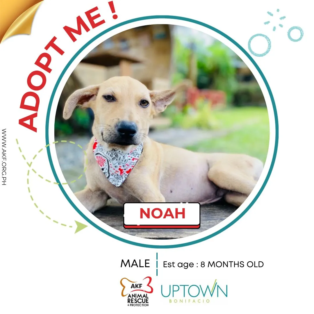 NOAH image 0