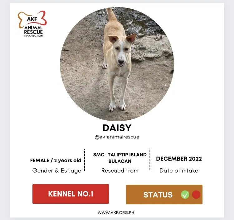 Daisy image 0