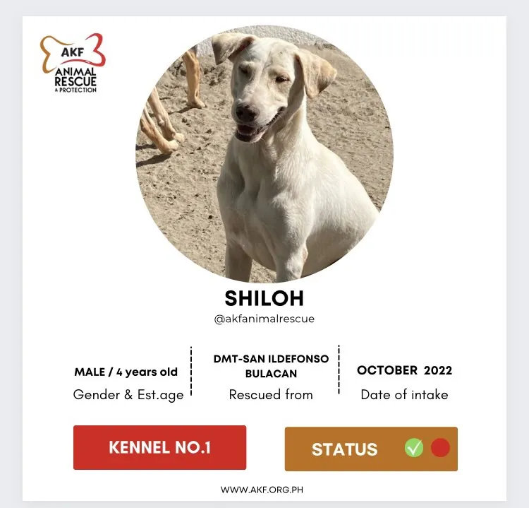 Shiloh image 0